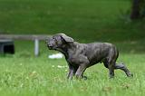 CANE CORSO 1230